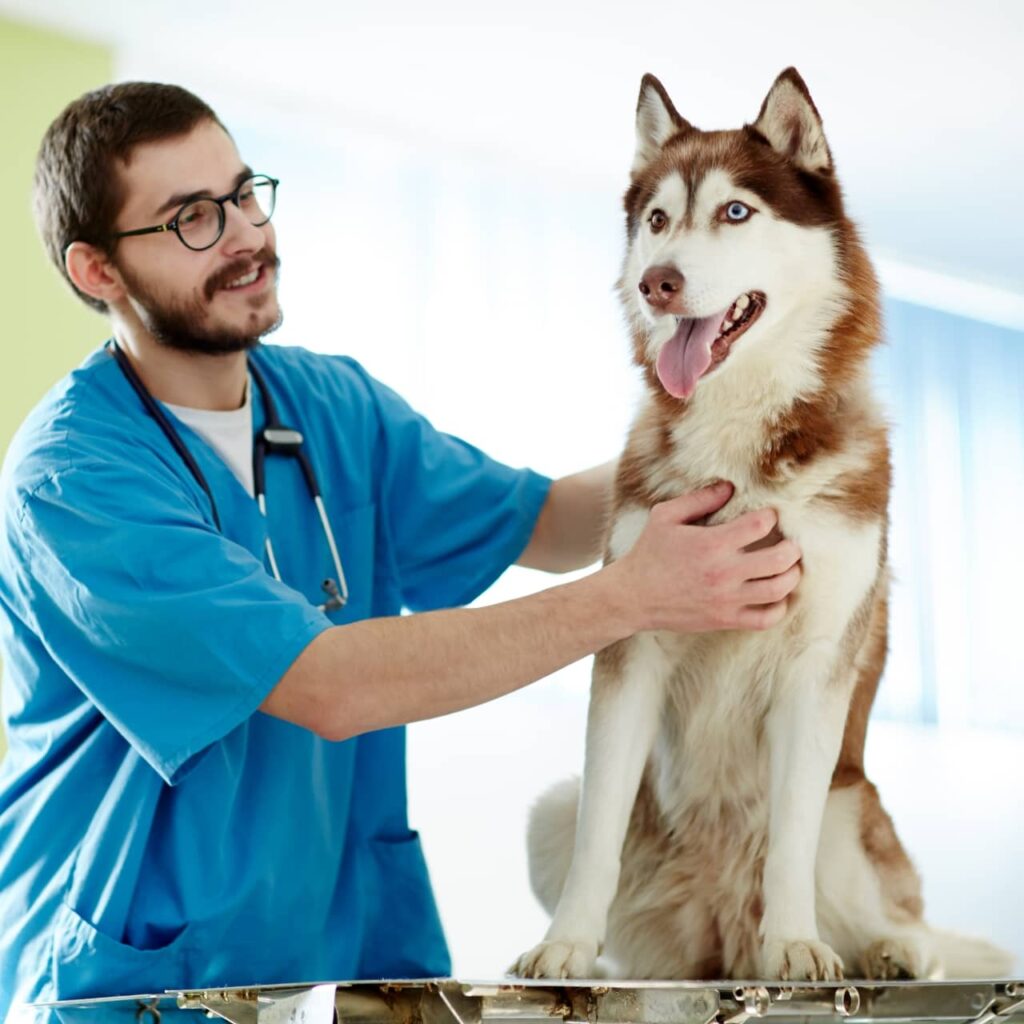 Dog and Vet
